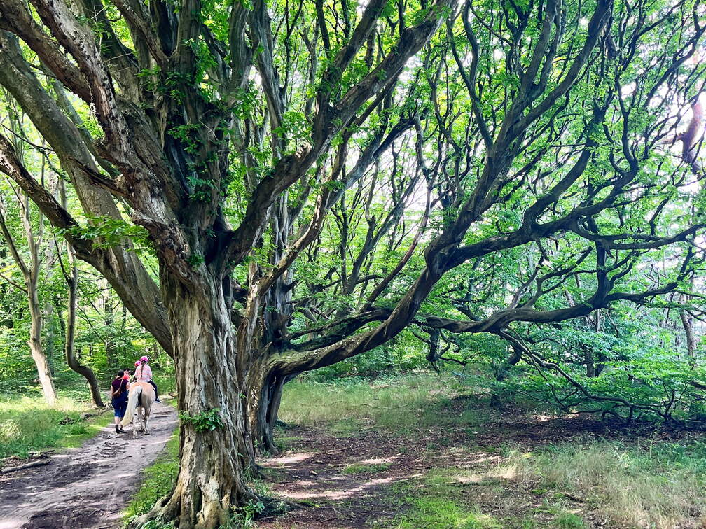 24-07-01 11-32-34 0058